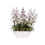 brussels oval 36cm weiss